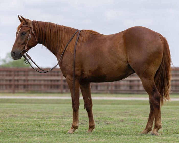 Quarter Horses For Sale